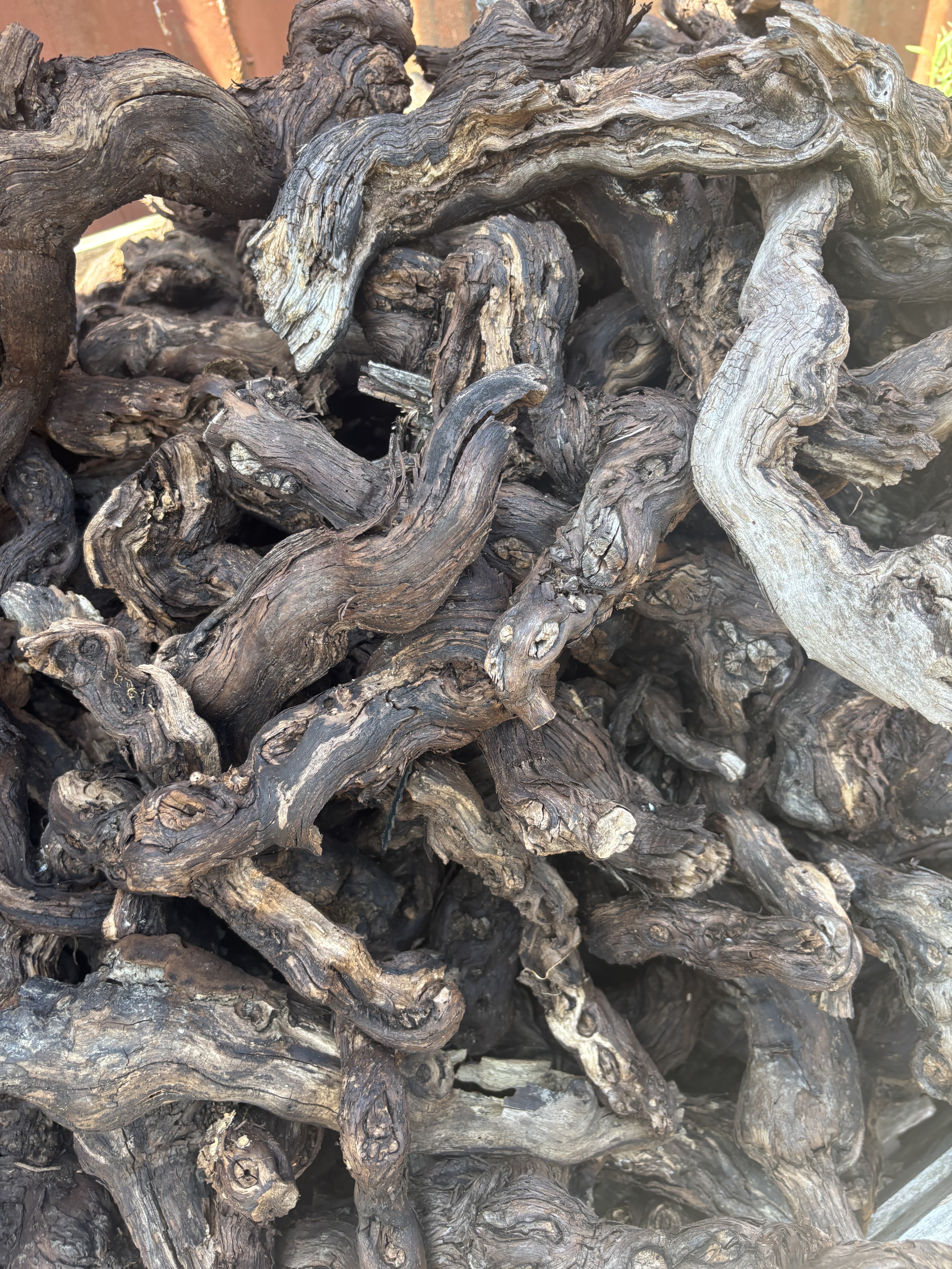 Lot de cep de vigne disponible au dépôt près de Vannes